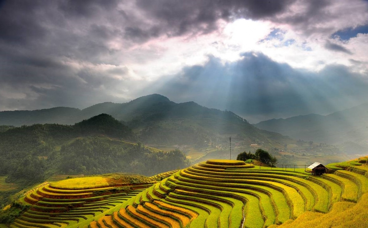 TRÀ SHAN TUYẾT CỔ THỤ ĐỨC XUÂN